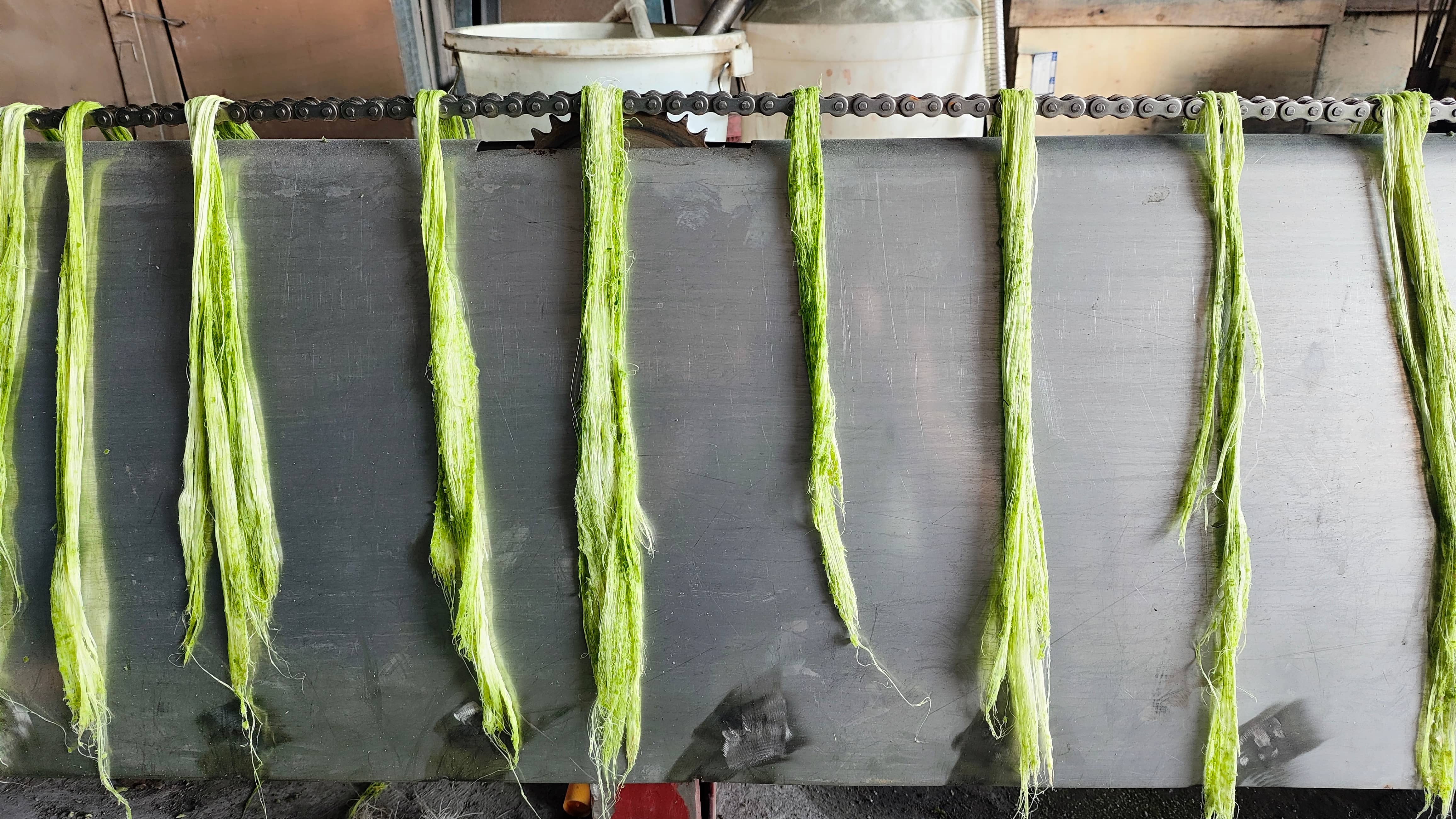 Fiber extraction site 6